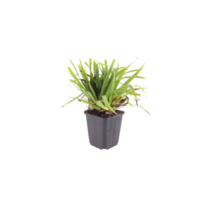 Grote veldbies (Luzula sylvatica) - set van 6 – voor tuin & terras