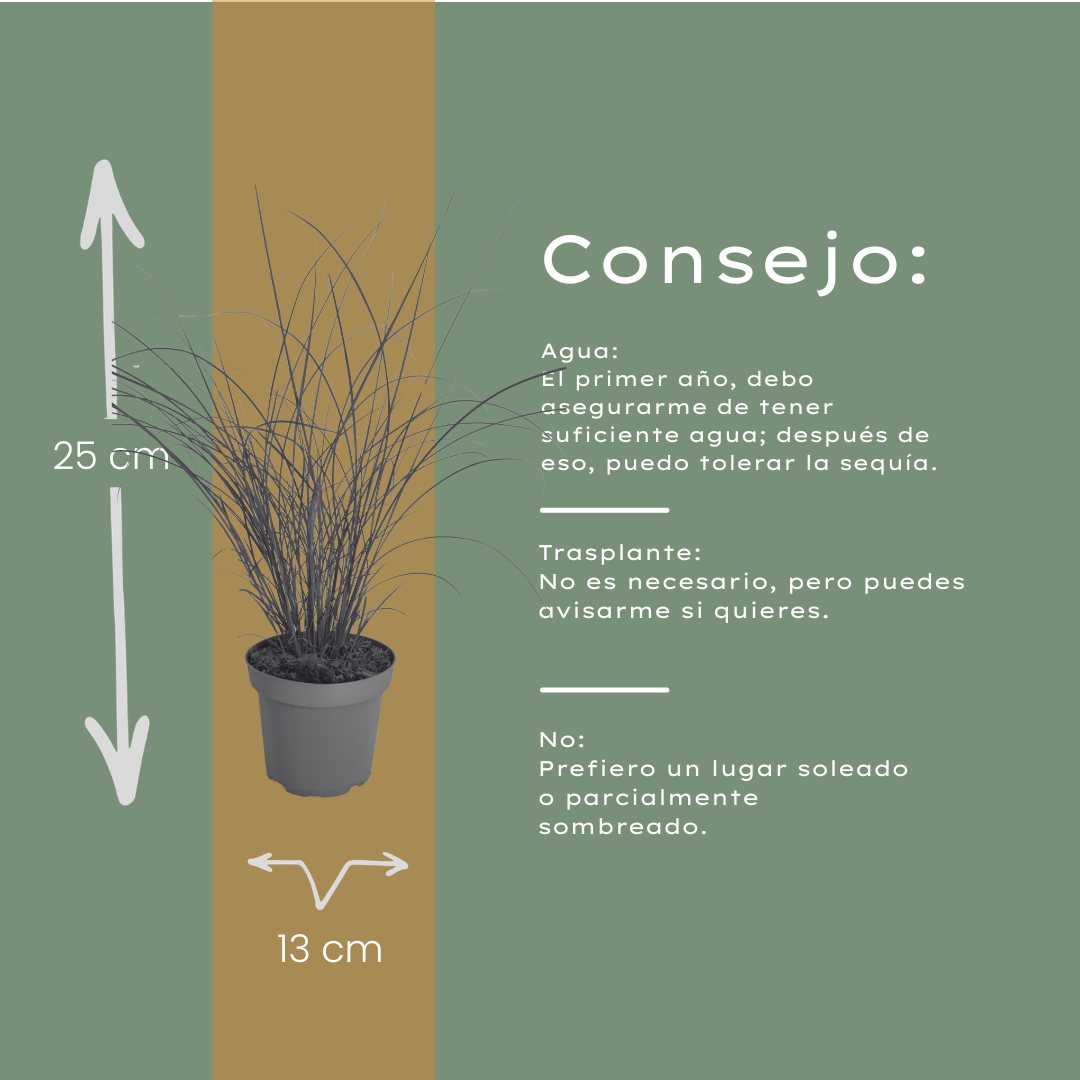 Prachtriet 'Gracillimus' - set van 3 – voor tuin & terras