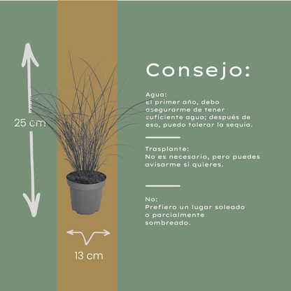 Prachtriet 'Gracillimus' - set van 3 – voor tuin & terras