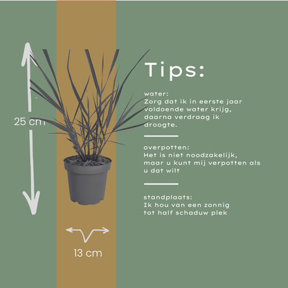 Vingergras 'Rotstrahlbusch' - set van 3 – voor tuin & terras