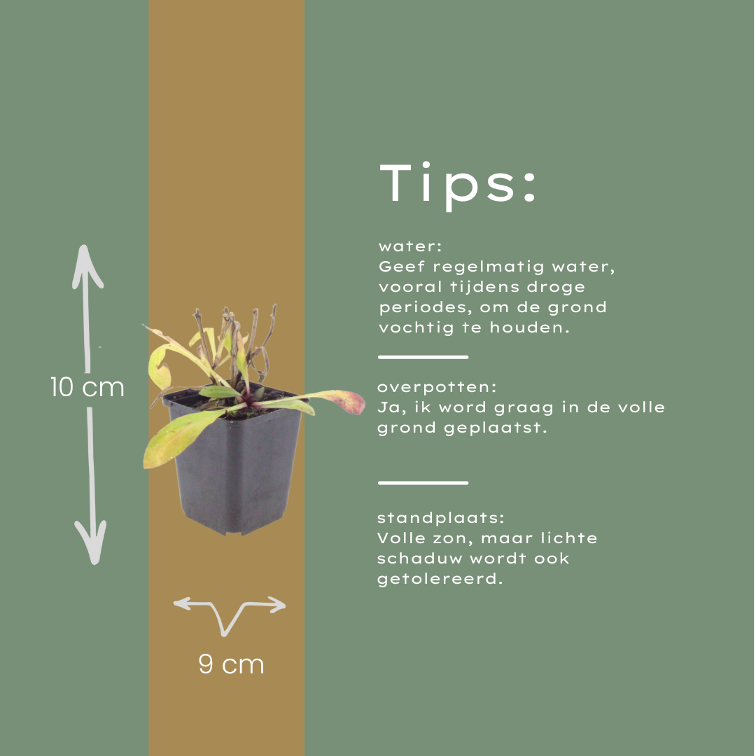 Zonnekruid 'Moerheim Beauty' - set van 6 – voor tuin & terras