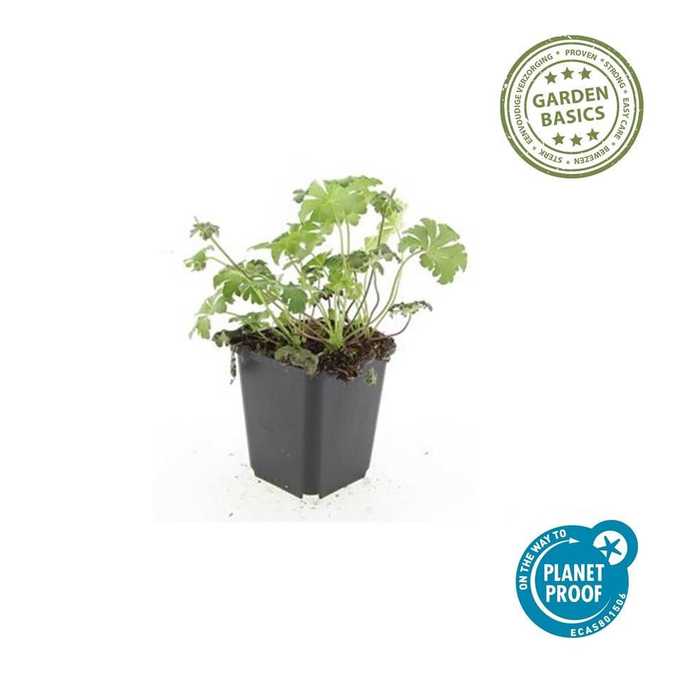 Bloedooievaarsbek 'Album' - set van 6 – voor tuin & terras