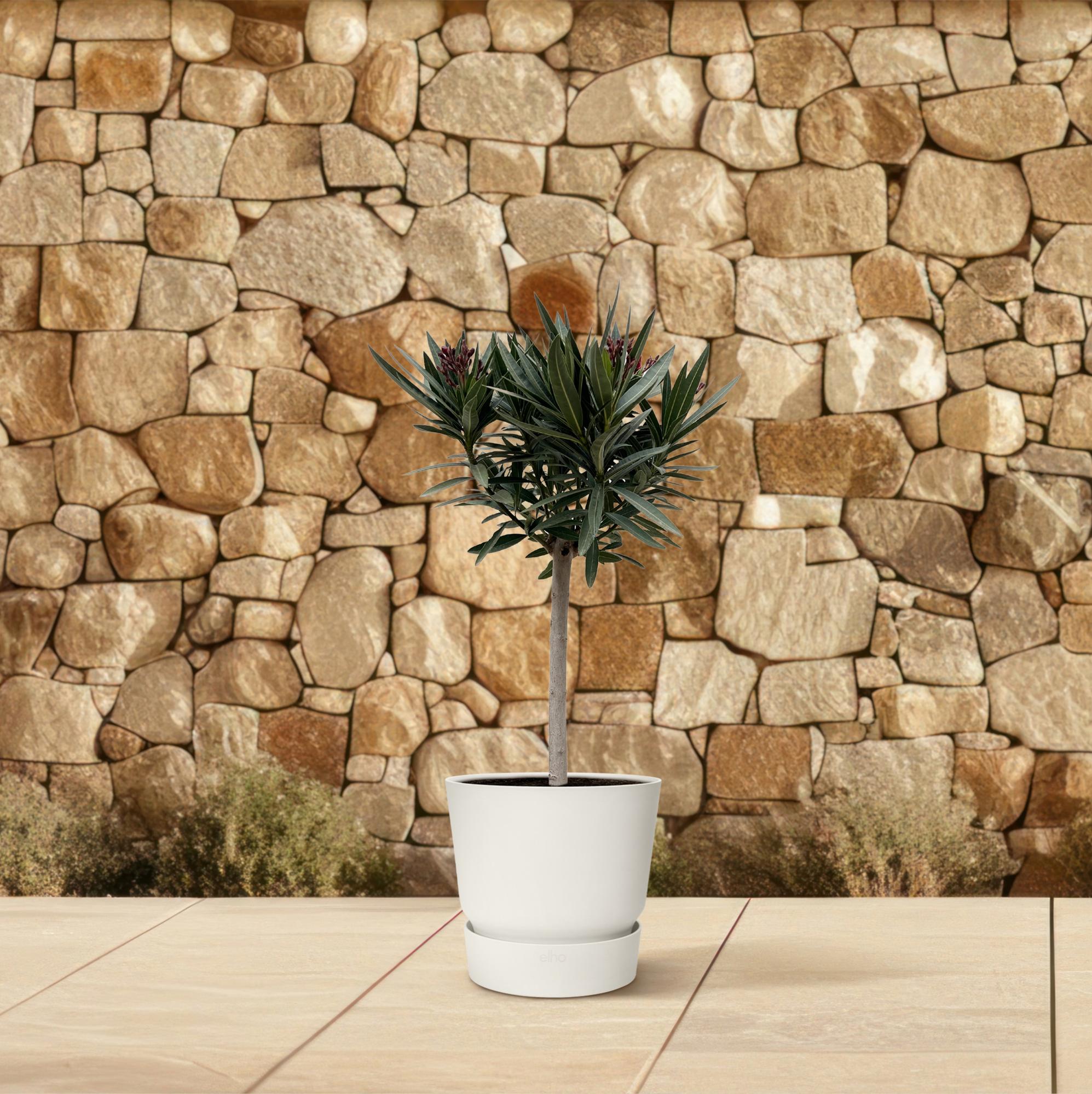 Oleander op stam, rood - 90 cm