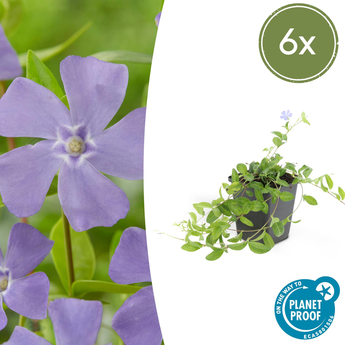 Kleine maagdenpalm (Vinca minor) - set van 6 – voor tuin & terras