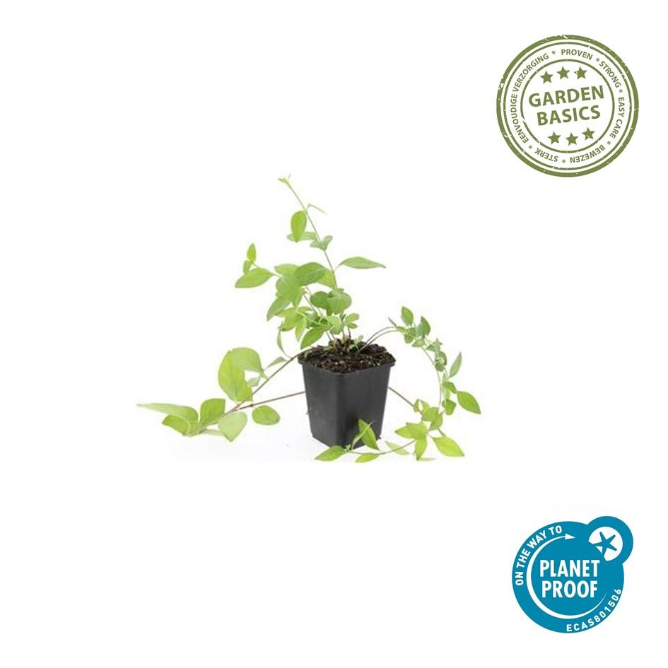 Grote maagdenpalm 'Alba' - set van 6 – voor tuin & terras