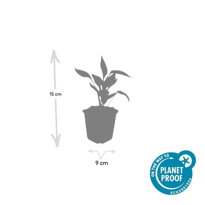Zonnehoed 'White Swan' - set van 6 – voor tuin & terras