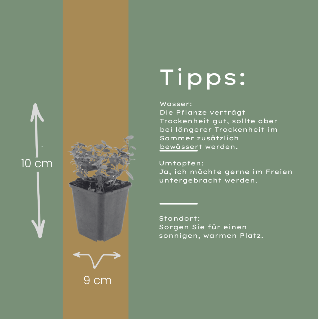Sieroregano 'Herrenhausen' - set van 6 – voor tuin & terras