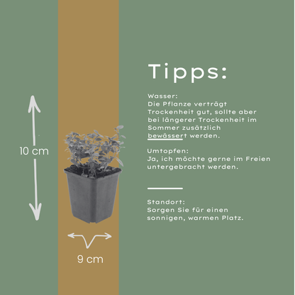 Sieroregano 'Herrenhausen' - set van 6 – voor tuin & terras