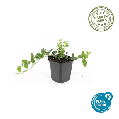 Kleine maagdenpalm 'Ralph Shugert' - set van 6 – voor tuin & terras