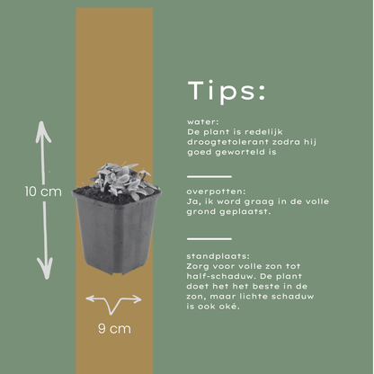 Siberische edelweiss (Anaphalis) - set van 6 – voor tuin & terras