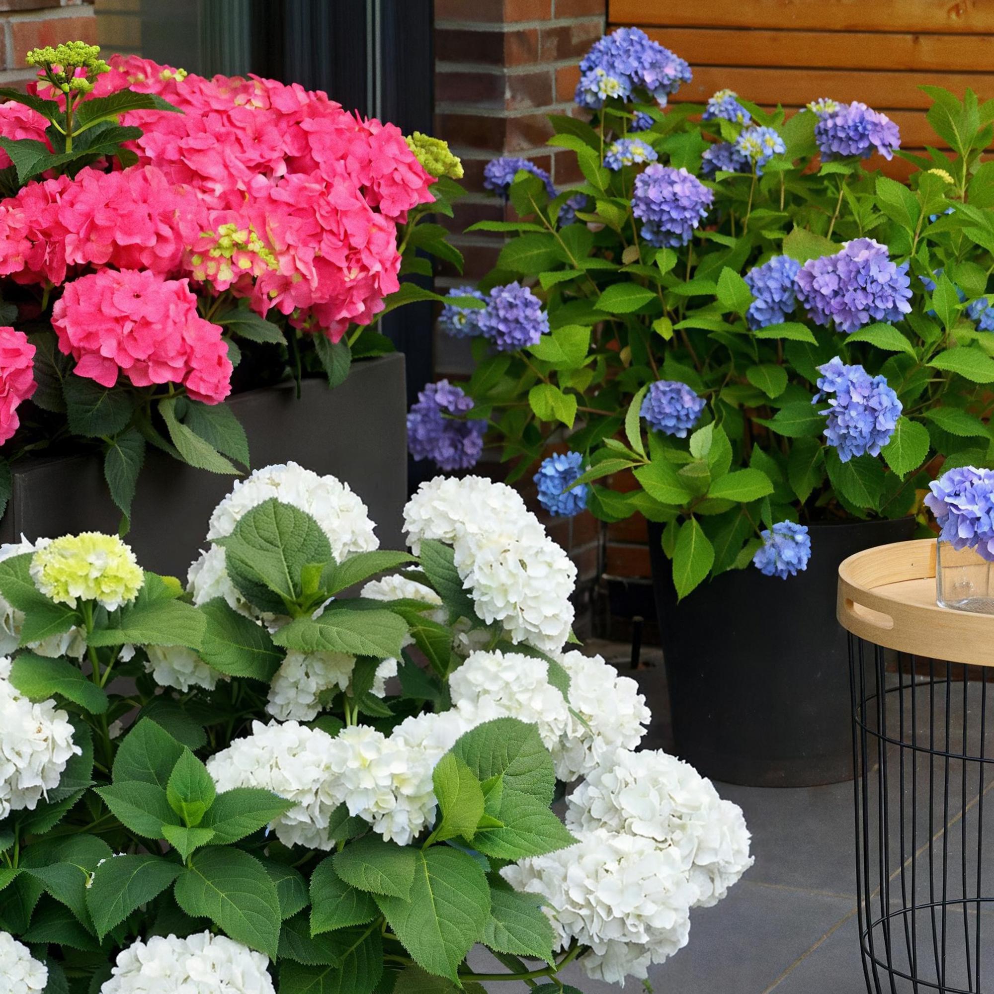 Boerenhortensia Endless Summer (Hydrangea macrophylla) - set van 3