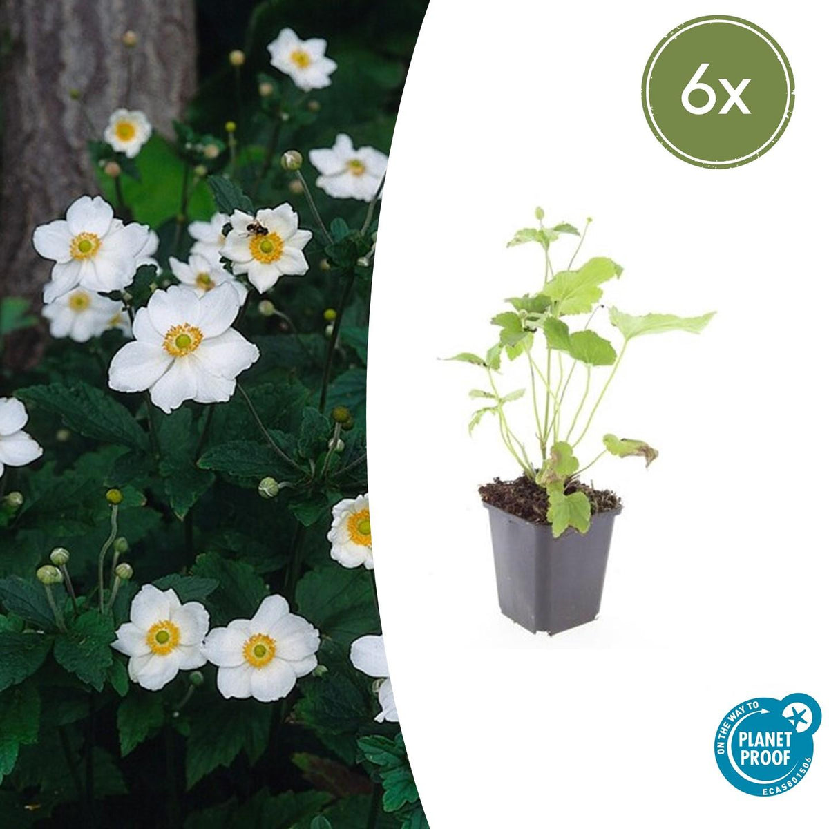 Herfstanemoon 'Honorine Jobert' - set van 6 – voor tuin & terras