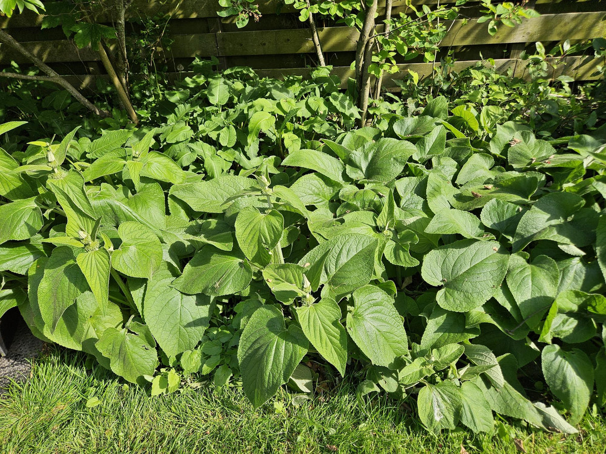 Brandkruid (Phlomis russeliana) - set van 6 – voor tuin & terras