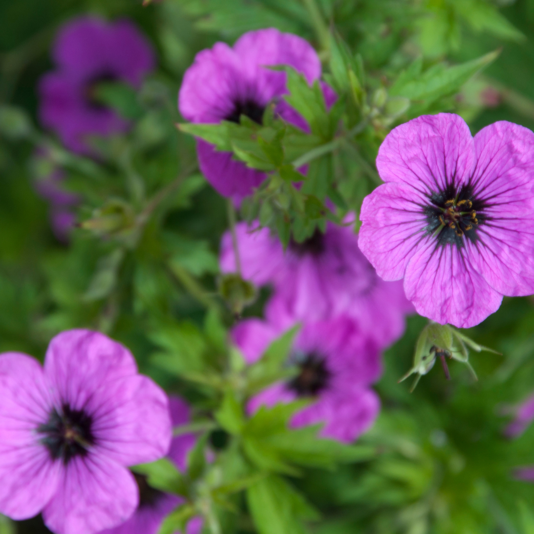 Ooievaarsbek 'Bevan's Variety' - set van 6 – voor tuin & terras