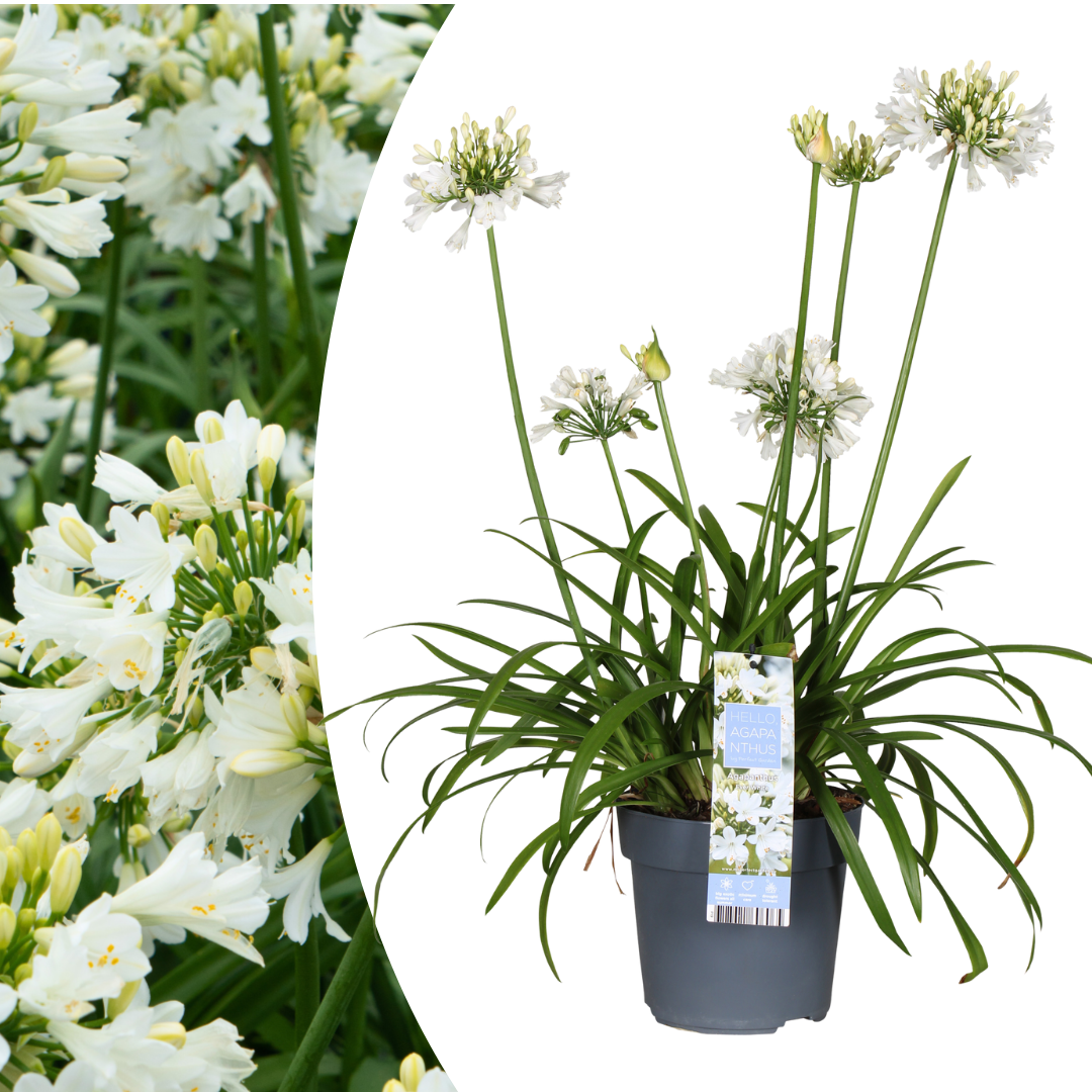 Agapanthus 'Everwhite' — Afrikaanse lelie, wit (Ø23)