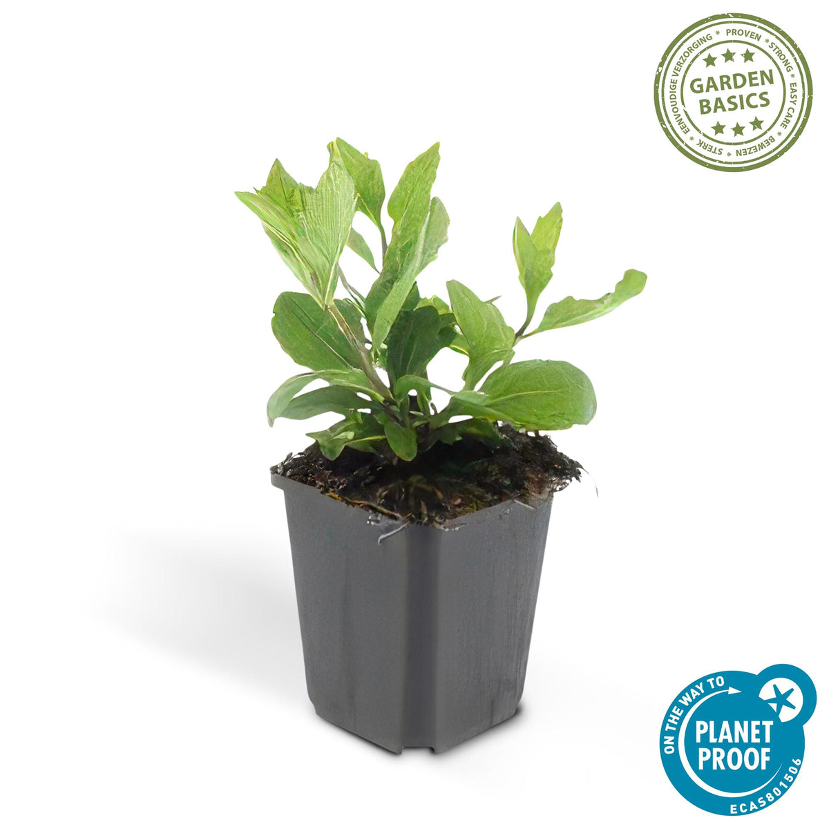 Herfstaster 'Asran' - set van 6 – voor tuin & terras