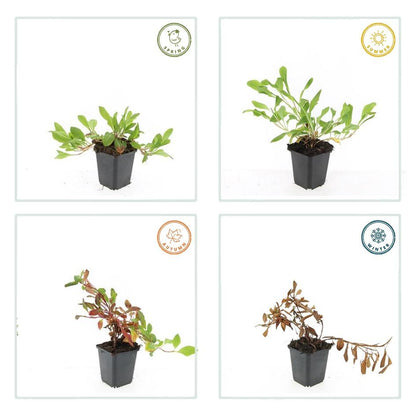 Duizendknoop 'Darjeeling Red' - set van 6 – voor tuin & terras