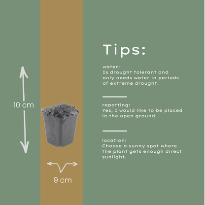 Kruiptijm 'Albiflorus' - set van 6 – voor tuin & terras