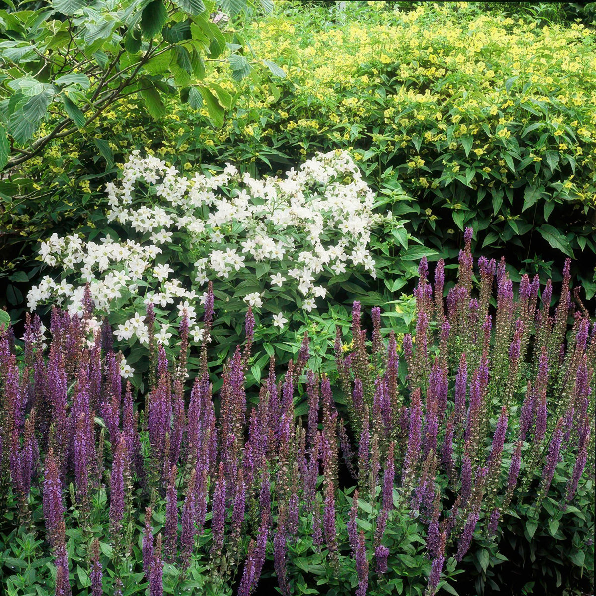 Bossalie 'Ostfriesland' - set van 6 – voor tuin & terras