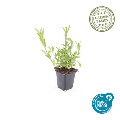 IJzerhard (Verbena bonariensis) - set van 6 – voor tuin & terras