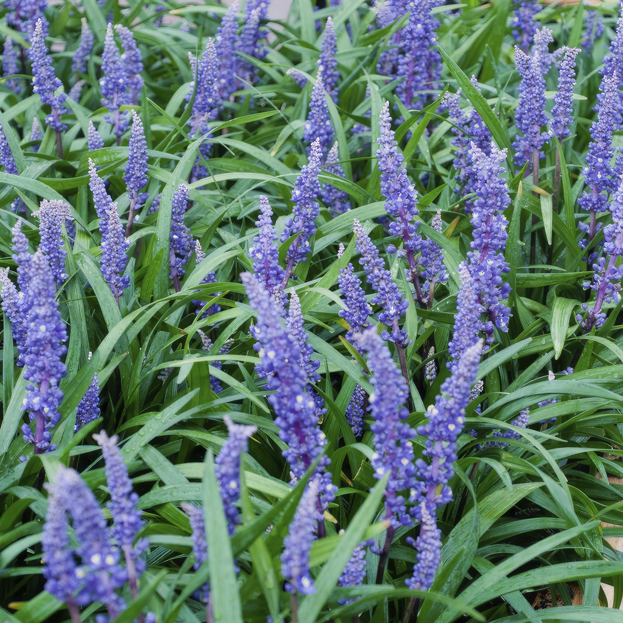 Liriope muscari 'Big Blue' — groenblijvend leliegras (set van 12)
