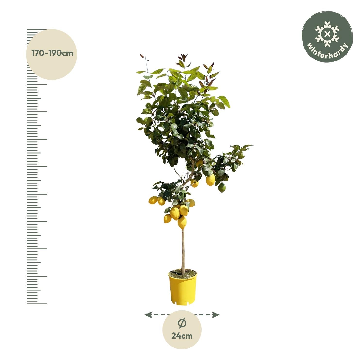 Citroenboom - 140 cm