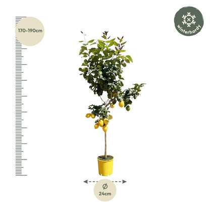 Citroenboom - 140 cm