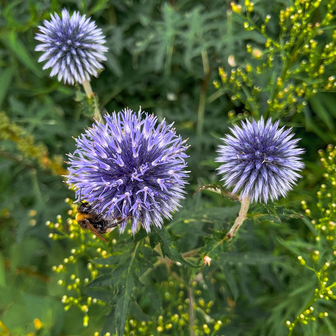 Kogeldistel - set van 6 – voor tuin & terras