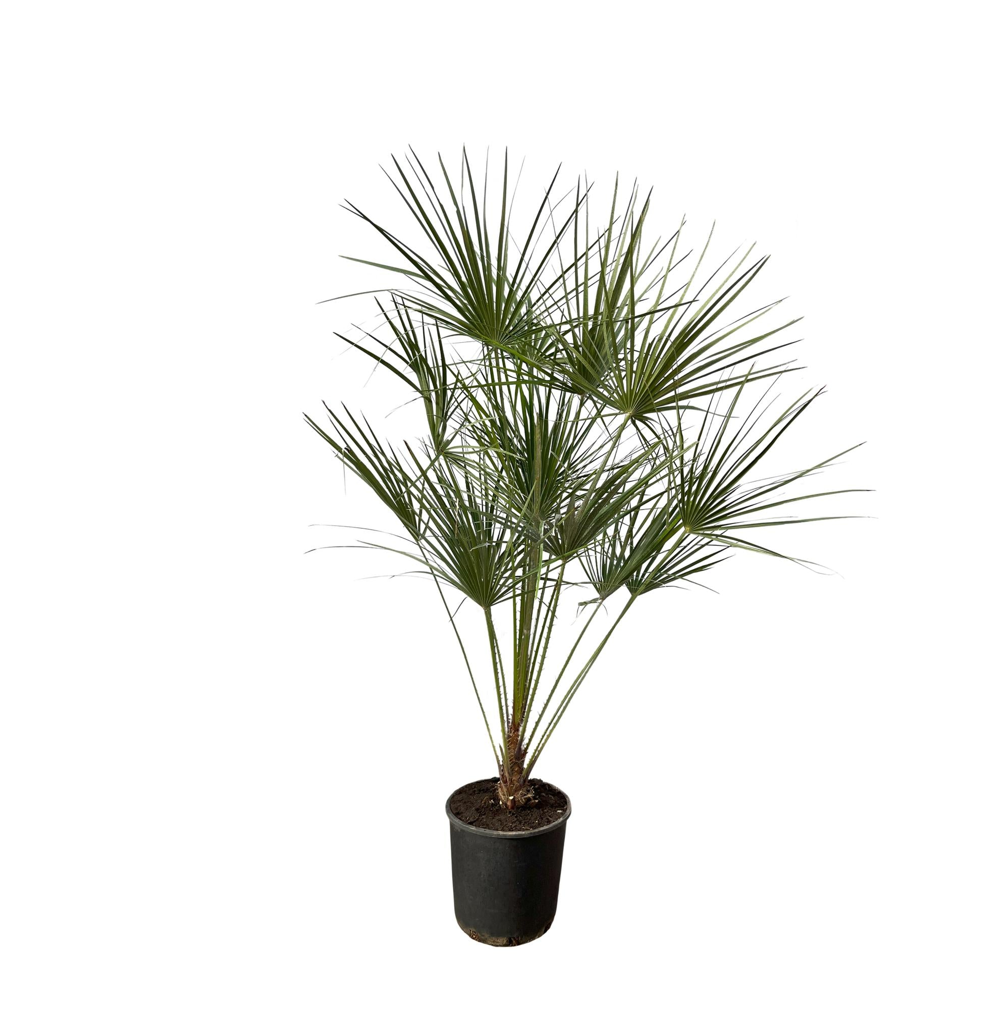 Waaierpalm Chamaerops op stam - 160 cm