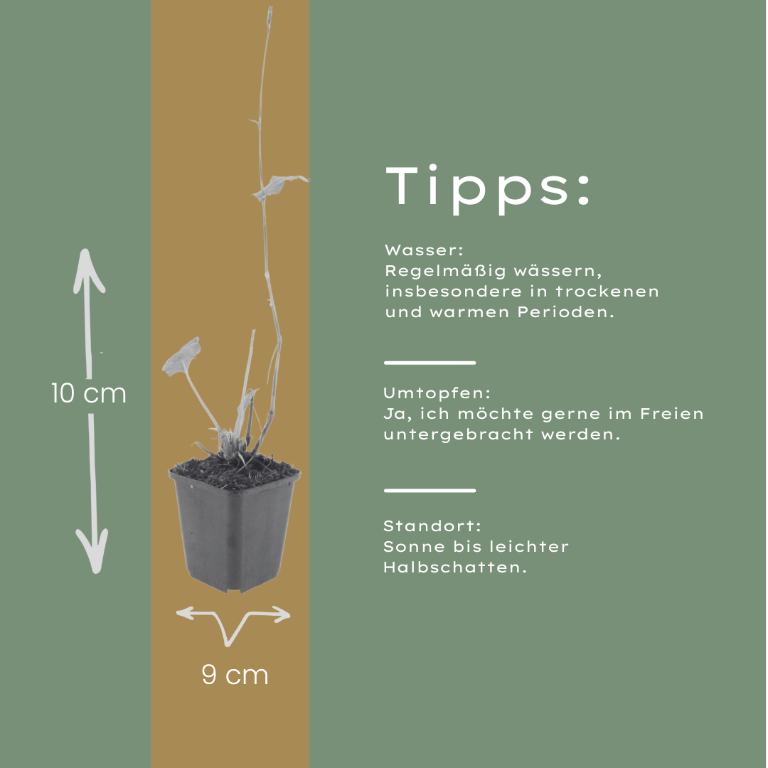Adderwortel - set van 6 – voor tuin & terras