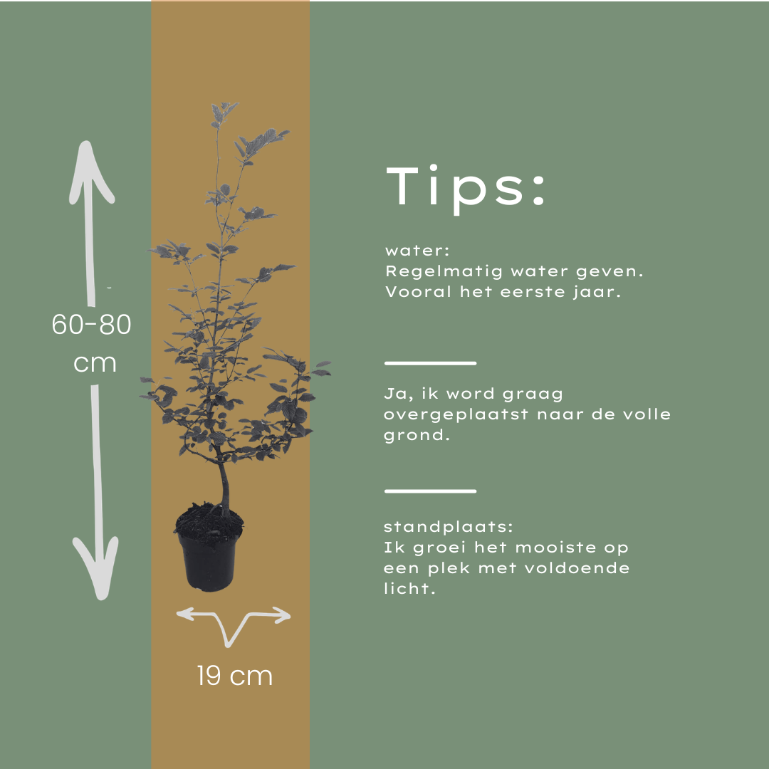 Palletdeal Haagplanten:  50 Carpinus Betulus ↕ 60-80 - Ø 19cm | Mini Pallet