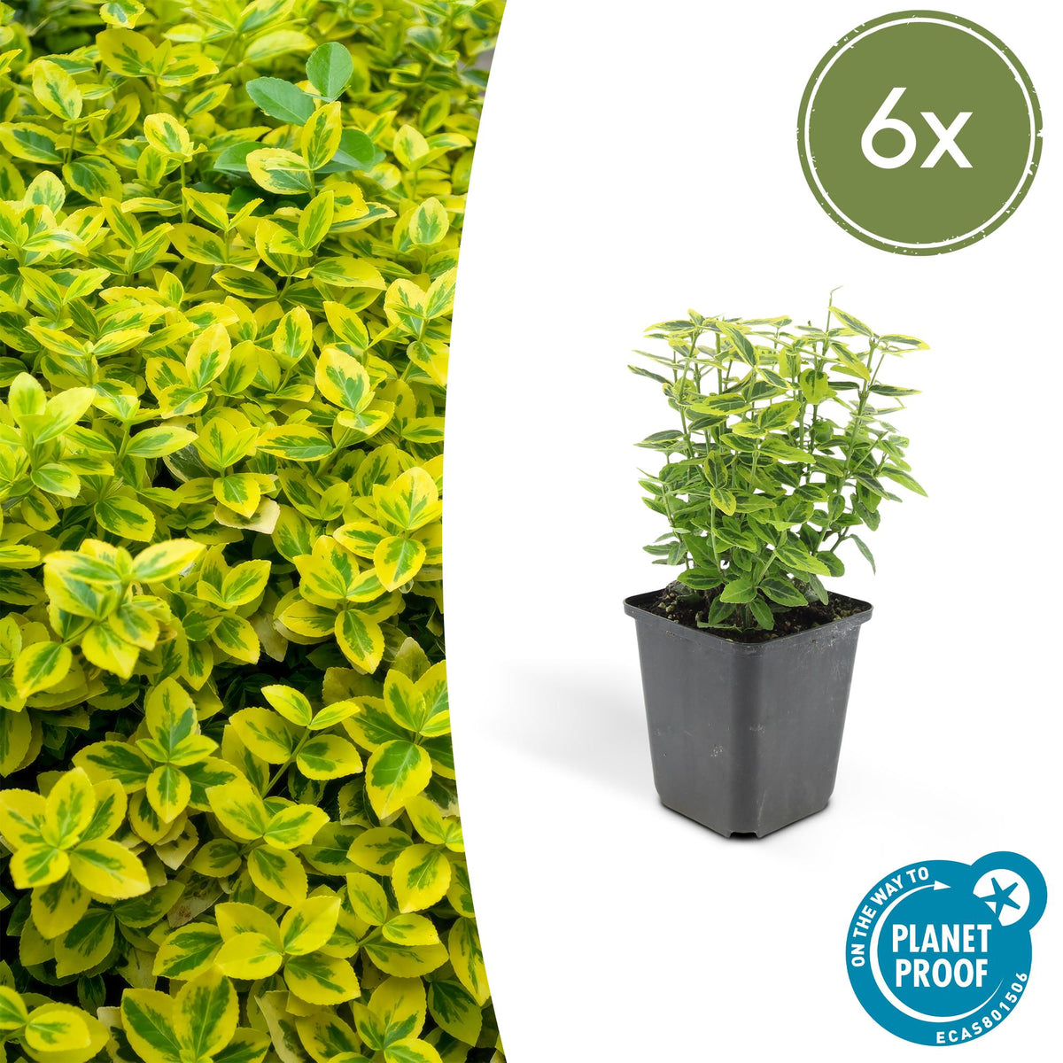 Kardinaalsmuts 'Emerald 'n Gold' - set van 6 – voor tuin & terras