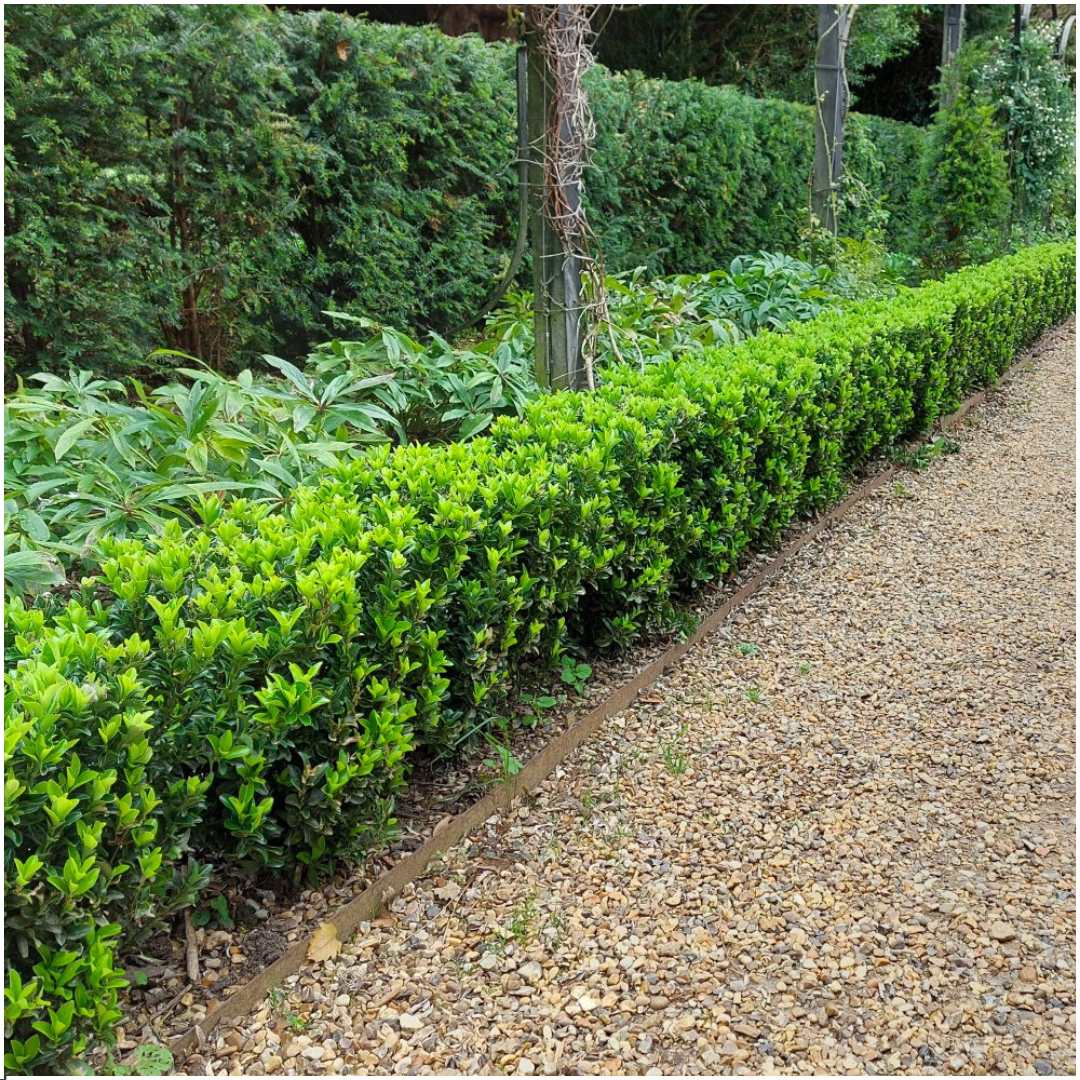 Euonymus 'Green Spire' - set van 48 – voor een haag