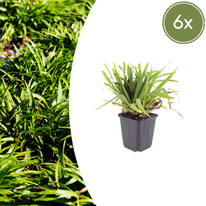Grote veldbies (Luzula sylvatica) - set van 6 – voor tuin & terras