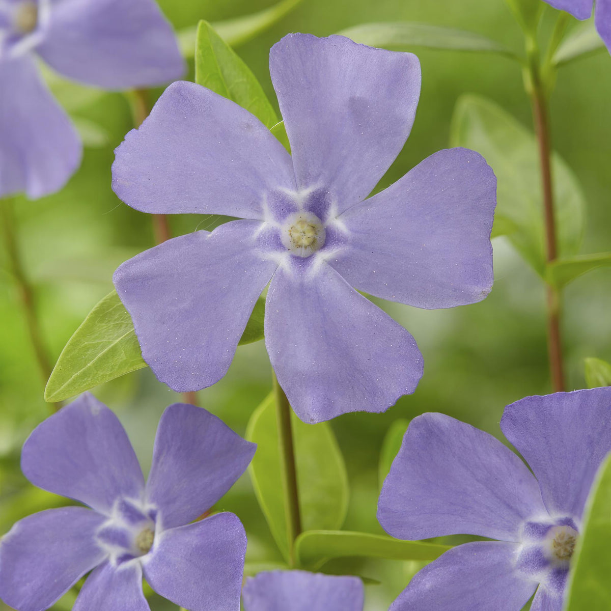 Kleine maagdenpalm (Vinca minor) - set van 6 – voor tuin & terras