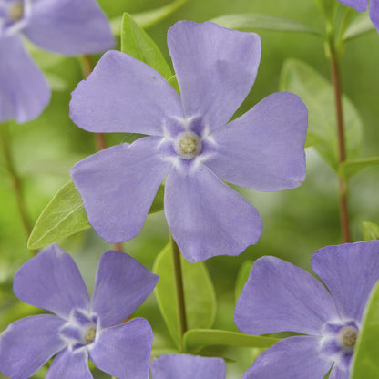 Kleine maagdenpalm (Vinca minor) - set van 6 – voor tuin & terras