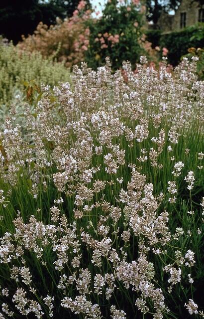 Witte lavendel 'Edelweiss' in bloei in de border