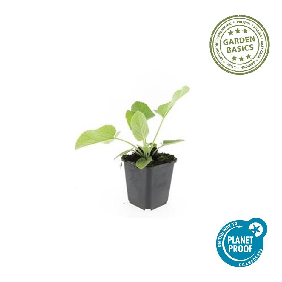 Brandkruid (Phlomis russeliana) - set van 6 – voor tuin & terras