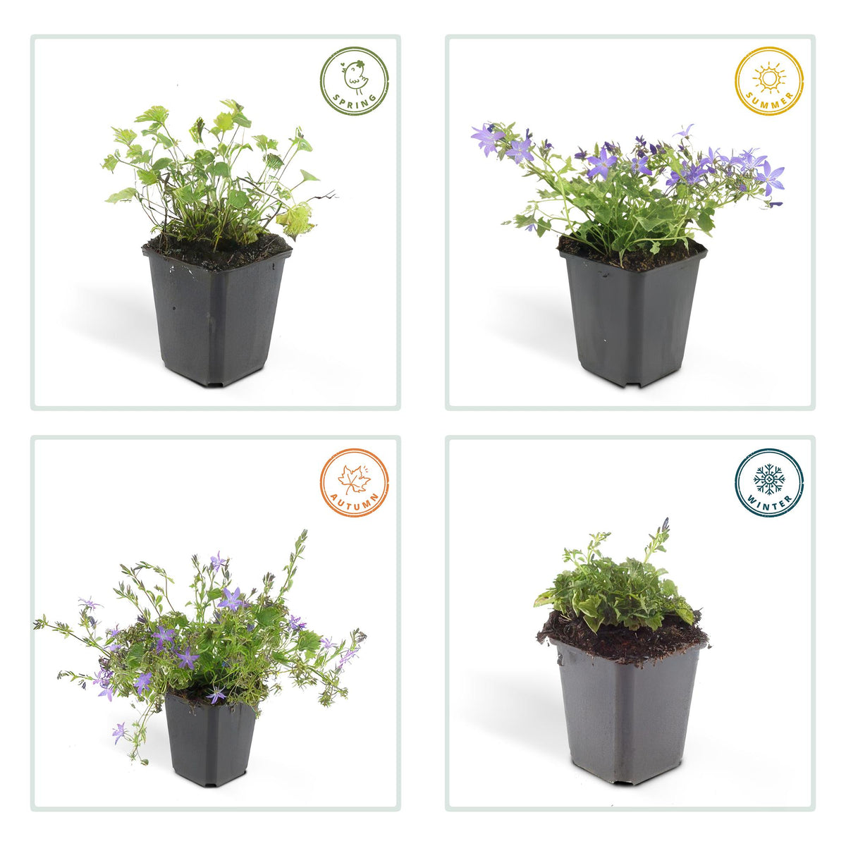 Kruipklokje 'Stella' - set van 6 – voor tuin & terras