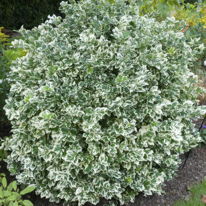 Kardinaalsmuts 'Emerald Gaiety' - set van 6 – voor tuin & terras