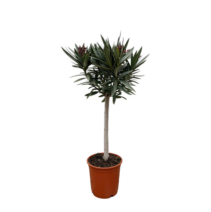 Oleander op stam, rood - 90 cm