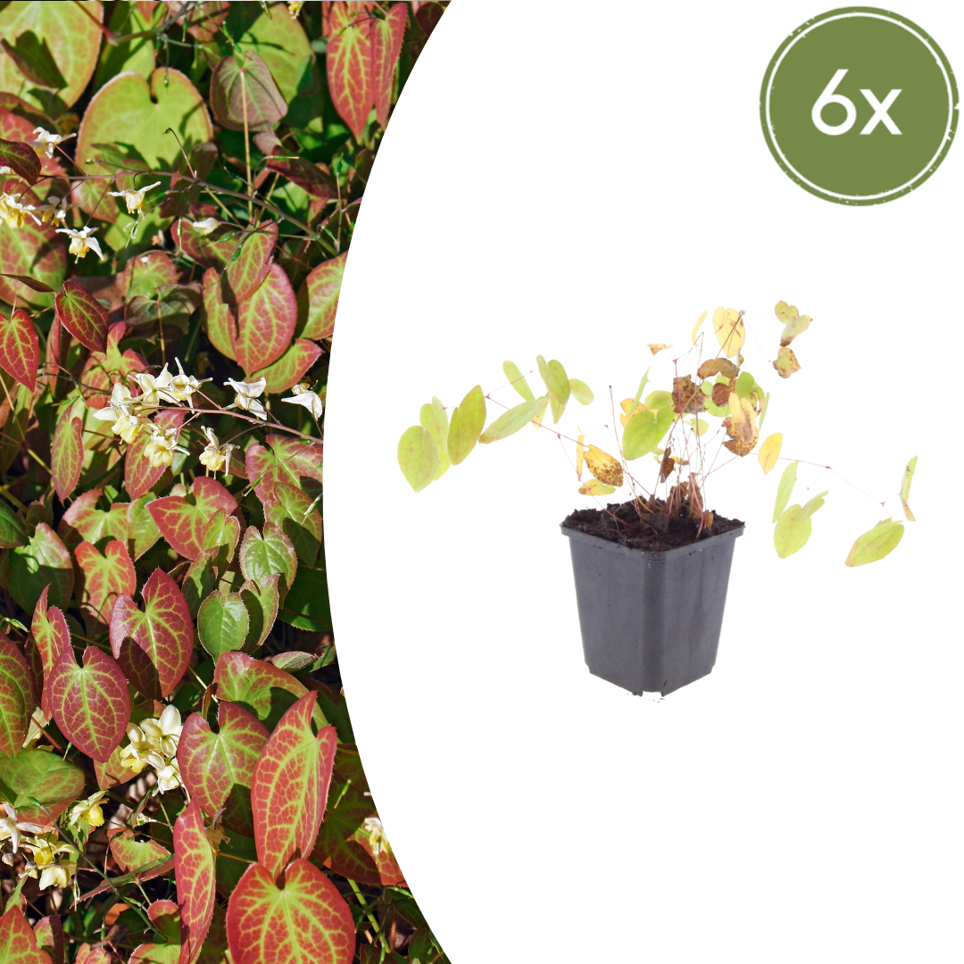 Elfenbloem 'Niveum' - set van 6 – voor tuin & terras