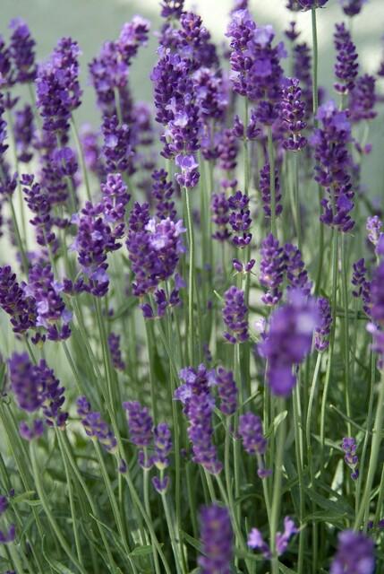 Lavendel 'Dwarf Blue' - set van 6 – voor tuin & terras