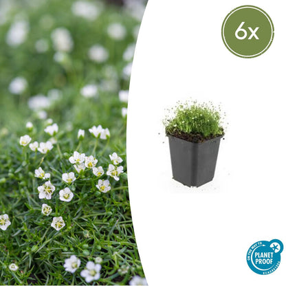 Vetmuur - set van 6 – voor tuin & terras