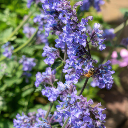 Kattenkruid 'Six Hills Giant' (Nepeta)