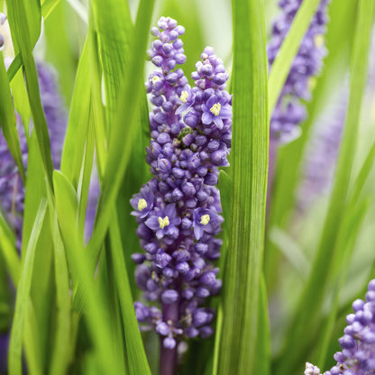 Liriope muscari 'Big Blue' — groenblijvend leliegras (set van 12)