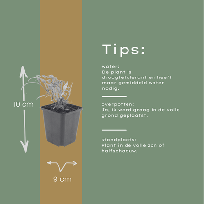 Rode valeriaan 'Coccineus' - set van 6 – voor tuin & terras