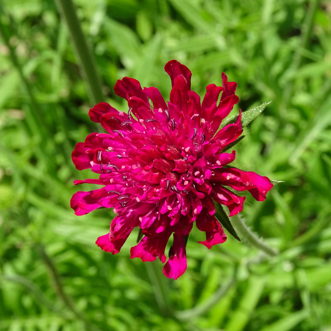Beemdkroon (Knautia macedonica) - set van 6 – voor tuin & terras
