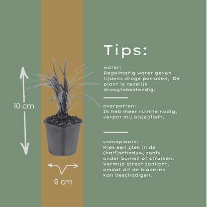 Leliegras 'Moneymaker' - set van 6 – voor tuin & terras