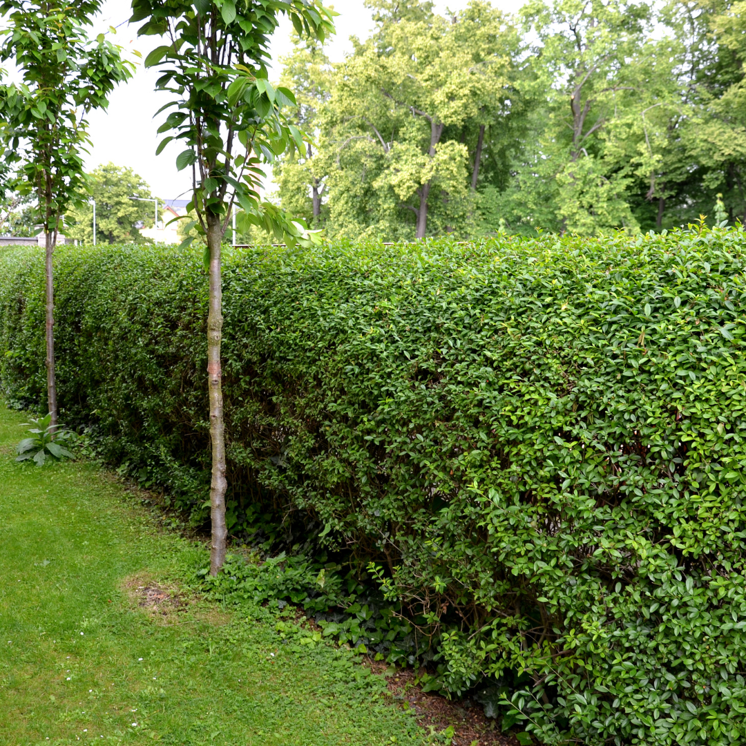 Palletdeal Haagplanten:  50 Ligustrum Ovalifolium ↕ 60-80 - Ø 19cm | Mini Pallet